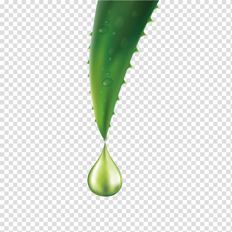 green aloe vera plant illustration, Aloe vera Essential oil, A drop of aloe vera essential oil material transparent background PNG clipart