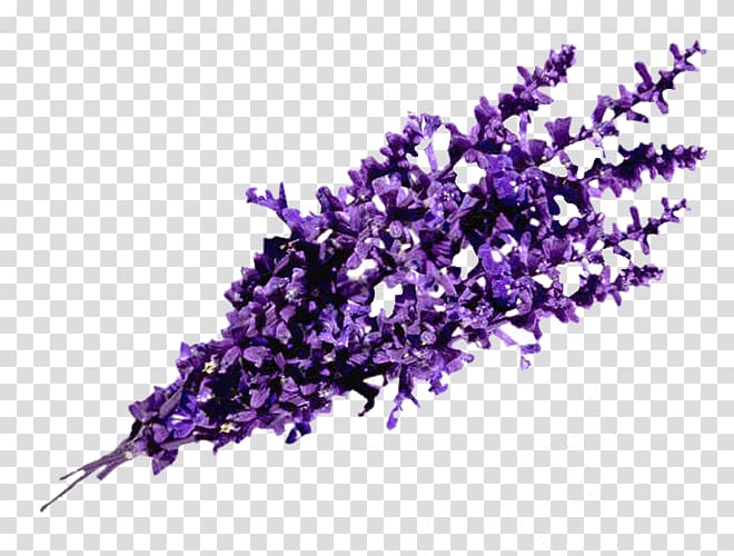 purple petaled flower, English lavender Perfume Essential oil Odor, lavanda transparent background PNG clipart