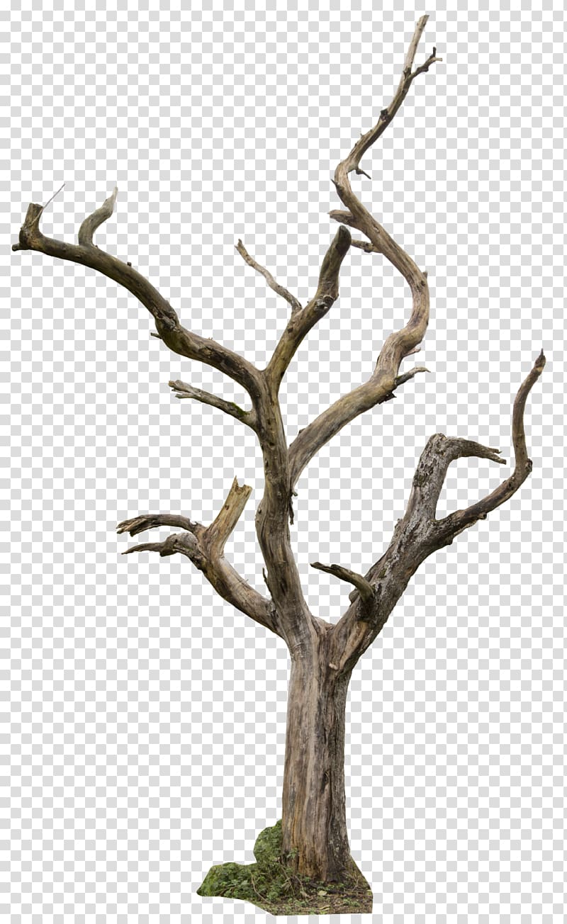 Drawing of a deciduous tree with thick trunk Vector Image