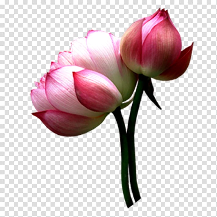 Yinchuan Nelumbo nucifera Pink, Budded lotus transparent background PNG clipart