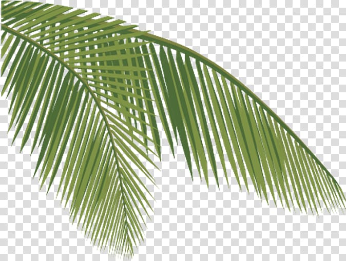Arecaceae Coconut Leaf , coconut transparent background PNG clipart