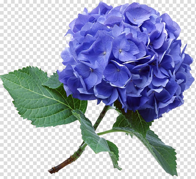 Blue rose Hydrangea Flower bouquet Garden roses, flower transparent background PNG clipart