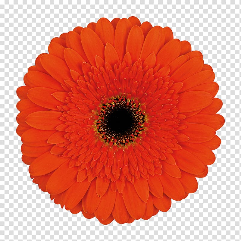 Transvaal daisy Cut flowers Common daisy Floristry, flower transparent background PNG clipart