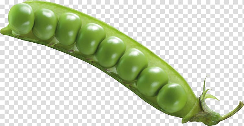 Pea transparent background PNG clipart