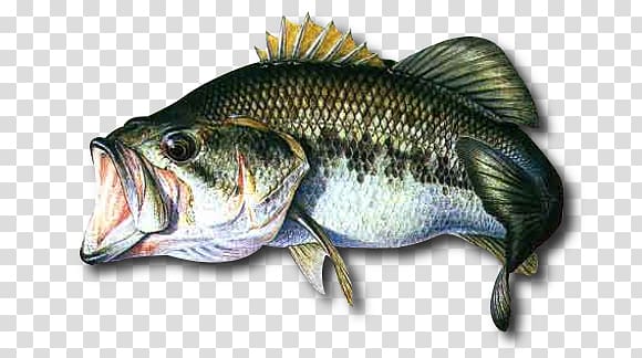 Northern pike Largemouth bass Recreational fishing Fishing Baits & Lures, Fishing transparent background PNG clipart
