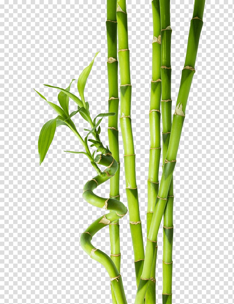 Tropical Bamboo Plant stem, bamboo transparent background PNG clipart