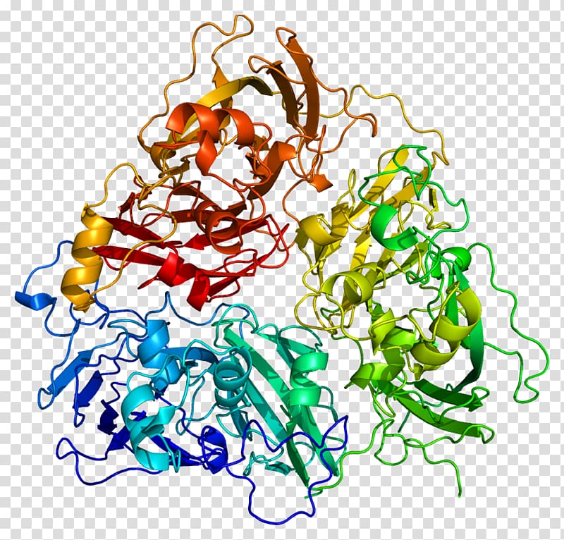 Ceruloplasmin ATP7A Wilson disease protein Human iron metabolism, PPT transparent background PNG clipart