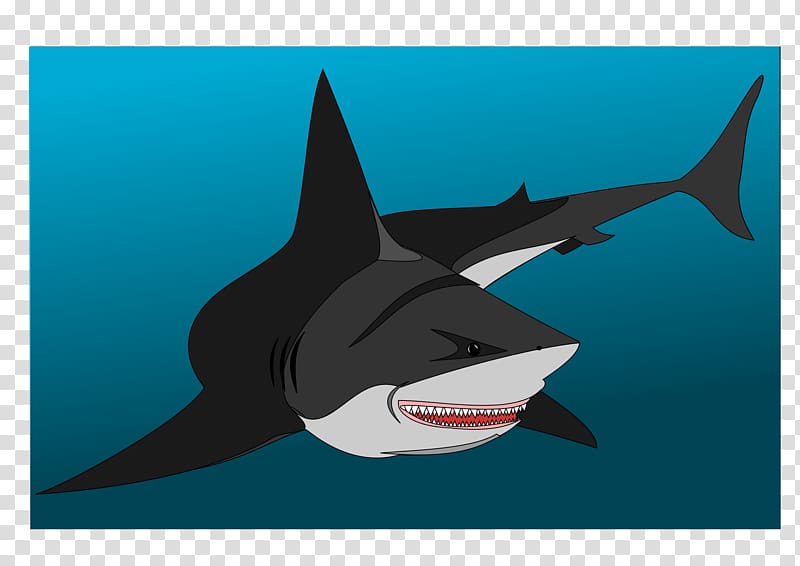 Great white shark Fish Drawing Chondrichthyes Lamniformes, BABY SHARK transparent background PNG clipart