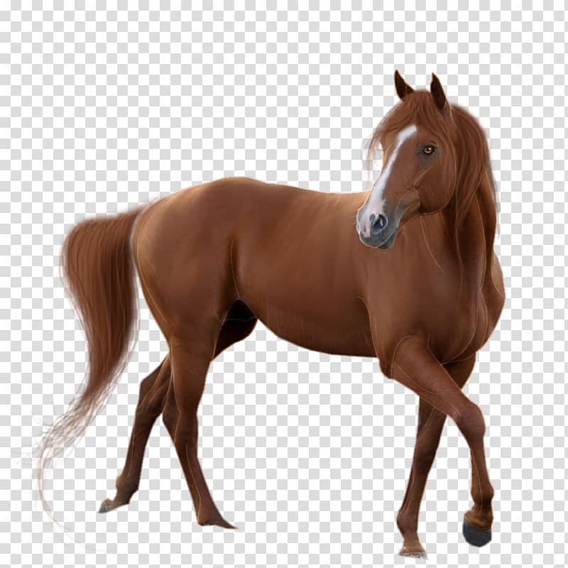 brown horse illustration, American Quarter Horse Mustang , Horse transparent background PNG clipart