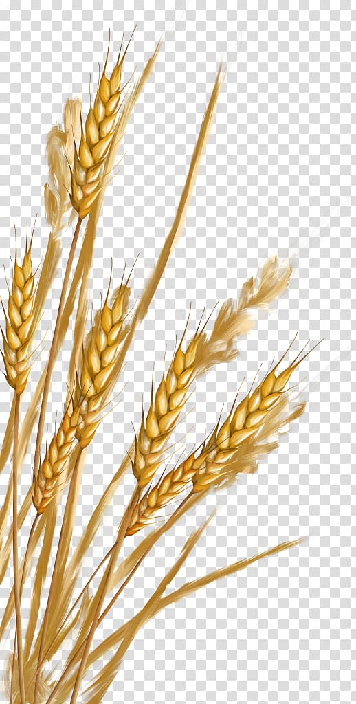 Emmer Spelt Rye Cereal germ Whole grain, Wheat transparent background PNG clipart
