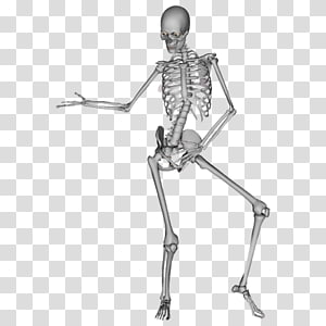 Human skeleton , Human skeleton Human body Bone Anatomy, Human Skeleton ...
