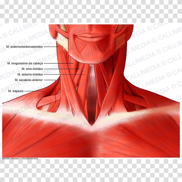 Sternocleidomastoid muscle Head and neck anatomy Human body, Neck muscle transparent background PNG clipart