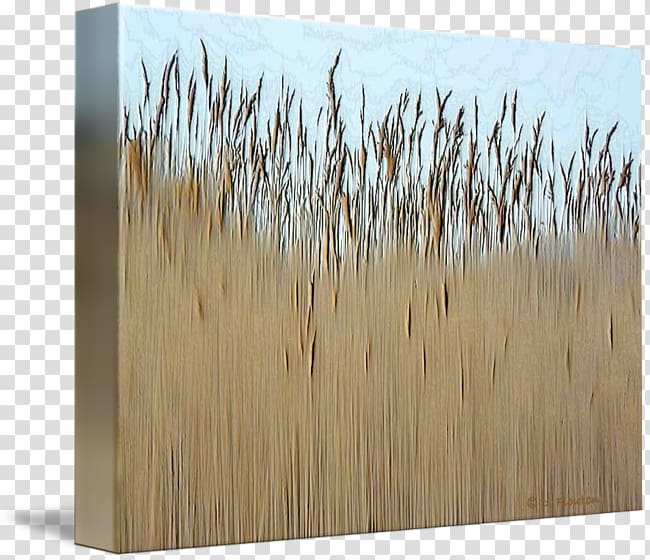 Wood stain Grasses /m/083vt Family, wood transparent background PNG clipart