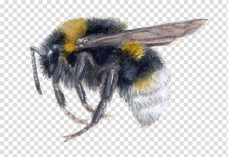 Honey bee Bombus vestalis Bumblebee Bombus bohemicus, bee transparent background PNG clipart