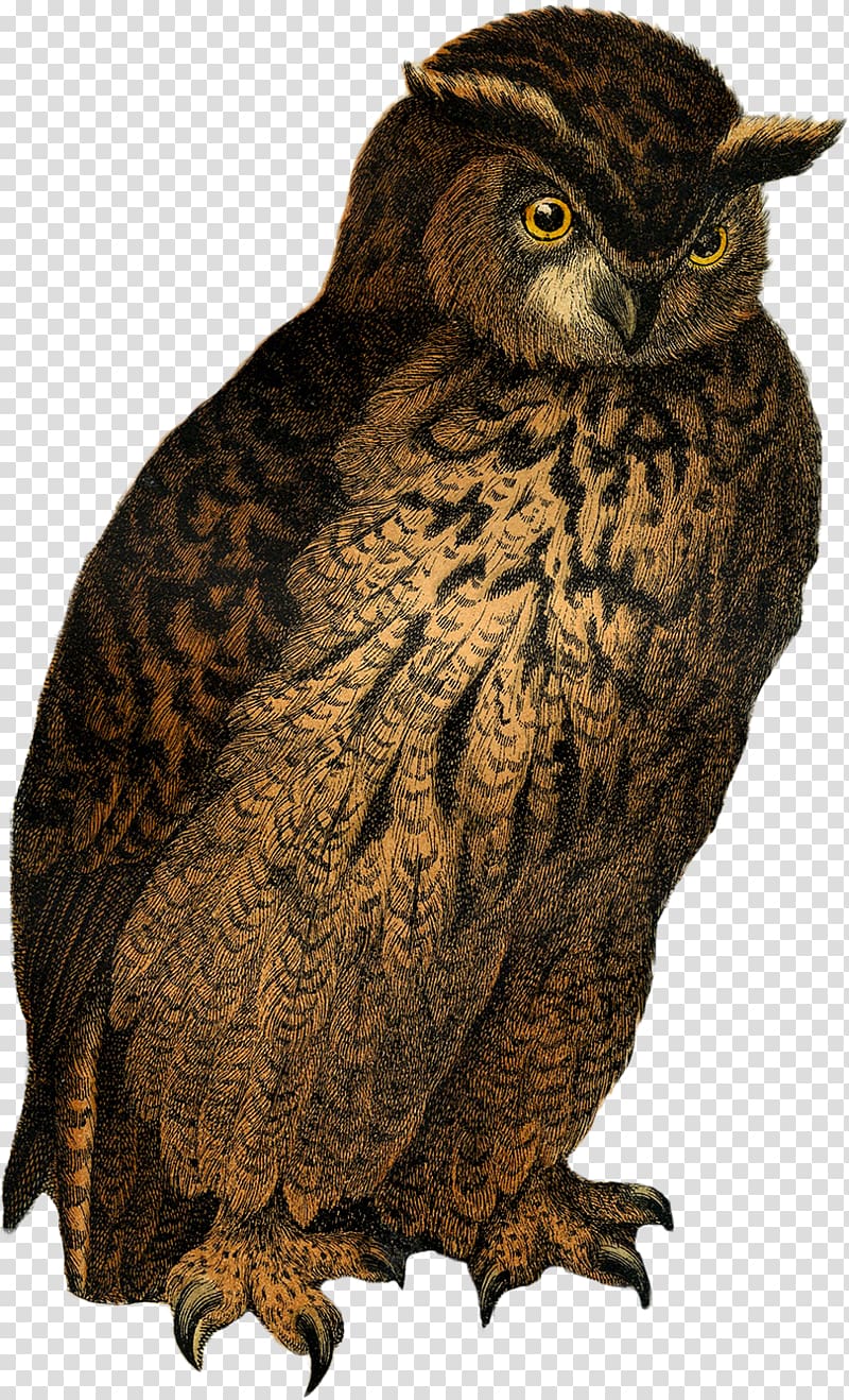 Great Grey Owl Drawing, owl pattern transparent background PNG clipart