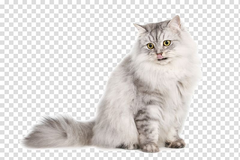 Siberian cat Norwegian Forest cat British Semi-longhair Kitten Domestic long-haired cat, cats transparent background PNG clipart