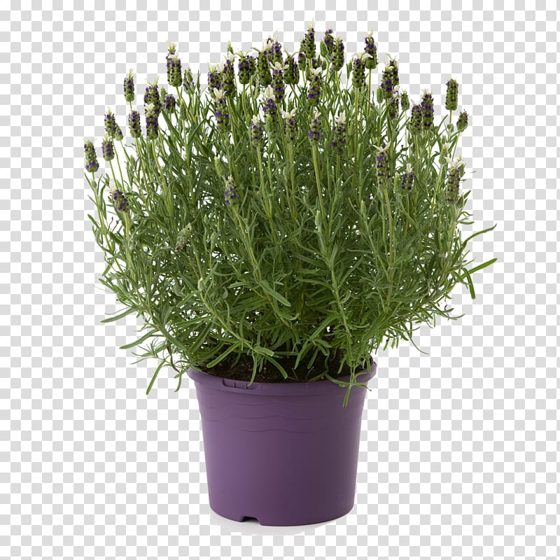 English lavender French Lavender Mints Plant, Lavender shrub transparent background PNG clipart