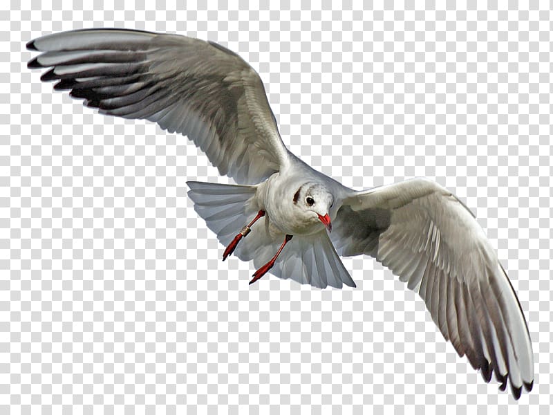 Gulls Seabird Portable Network Graphics Transparency, Bird transparent background PNG clipart