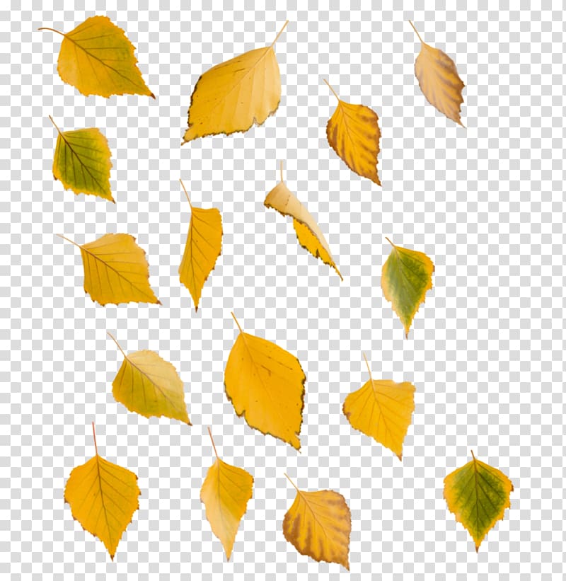 Leaf Swamp birch Yellow Tree , Leaf transparent background PNG clipart
