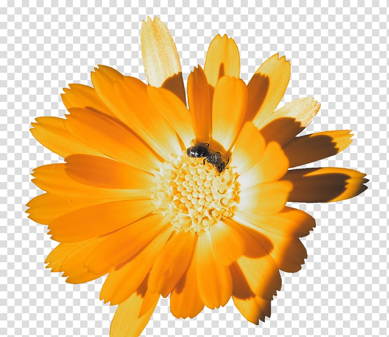 Orange Calendula officinalis Flower , orange transparent background PNG clipart