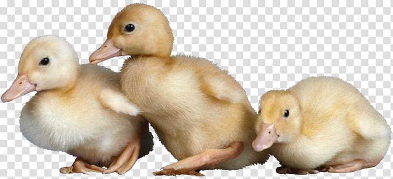 yellow duckling transparent background PNG clipart