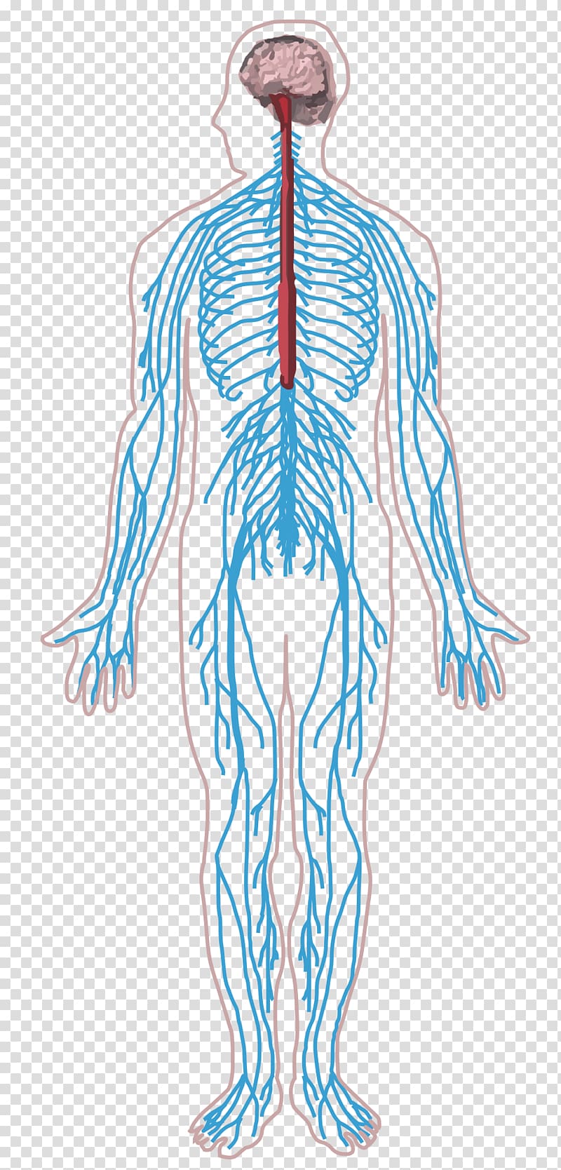 Human anatomy illustration art, Peripheral nervous system Nerve Human body  Central nervous system, nervous system transparent background PNG clipart
