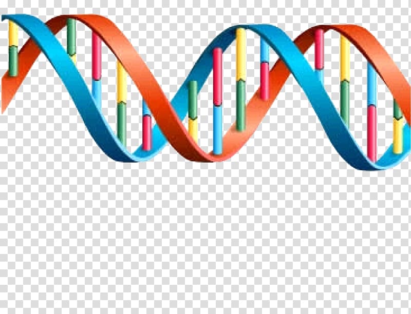 DNA Genetics Transcription Gene expression, dna gene transparent background PNG clipart