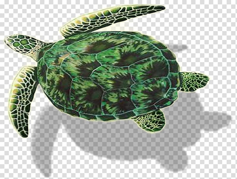 Loggerhead sea turtle Sculpture Emydidae Tortoise, turtle transparent background PNG clipart