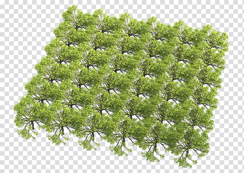 Tree Texture mapping Color Shrub Geometry instancing, fig seeds transparent background PNG clipart
