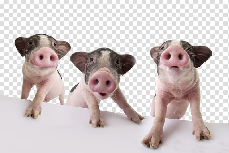 Domestic pig Pet The Three Little Pigs , pig transparent background PNG clipart