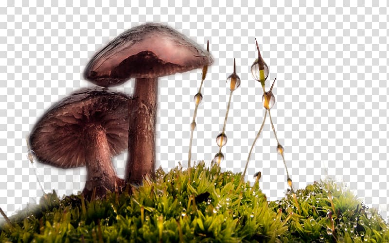Dew, Morning Mushrooms transparent background PNG clipart