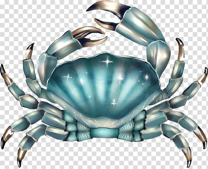 Dungeness crab, crab transparent background PNG clipart