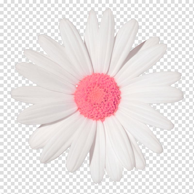 Common daisy Sticker Daisy family Flower, flower transparent background PNG clipart