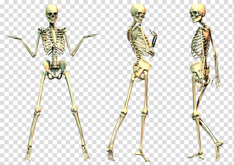 Skeleton transparent background PNG clipart