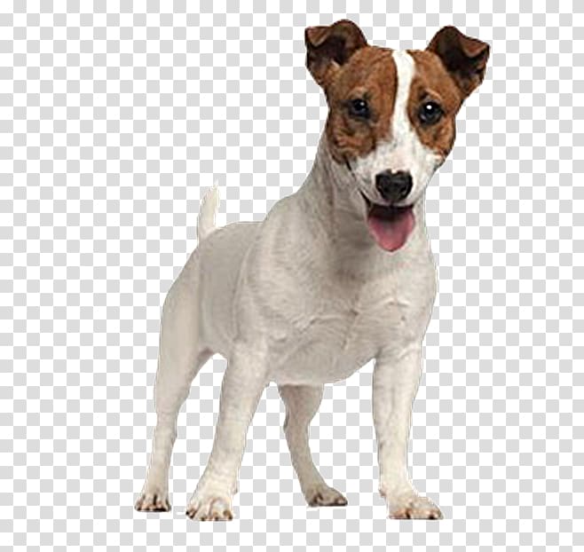 Jack Russell Terrier Parson Russell Terrier Puppy, puppy transparent background PNG clipart