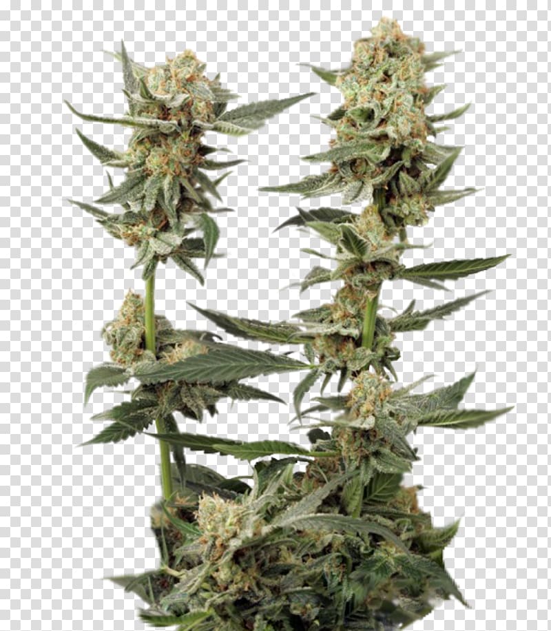 Marijuana Northern Lights Autoflowering cannabis Seed, cannabis transparent background PNG clipart