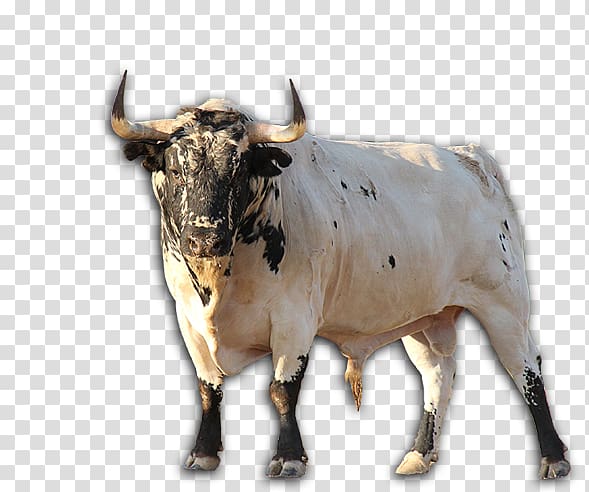 Texas Longhorn Zebu English Longhorn Ox, Toro transparent background PNG clipart