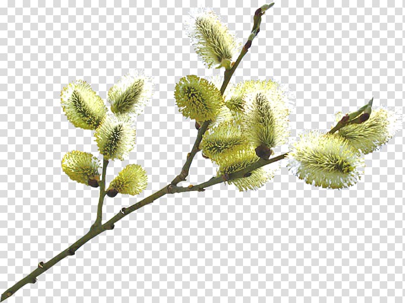 Branch Willow , peach branch transparent background PNG clipart