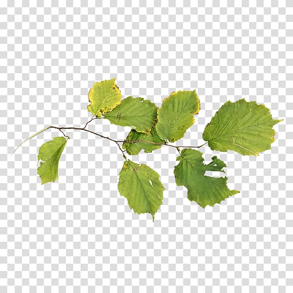 Grapevines Grape leaves Herb Leaf Branching, internet element transparent background PNG clipart