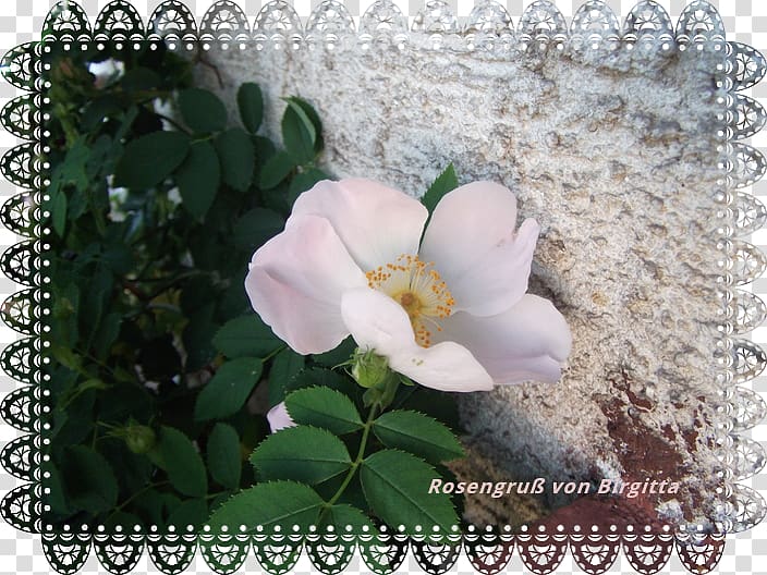 Floribunda Cabbage rose Shrub Flora Art, juni transparent background PNG clipart