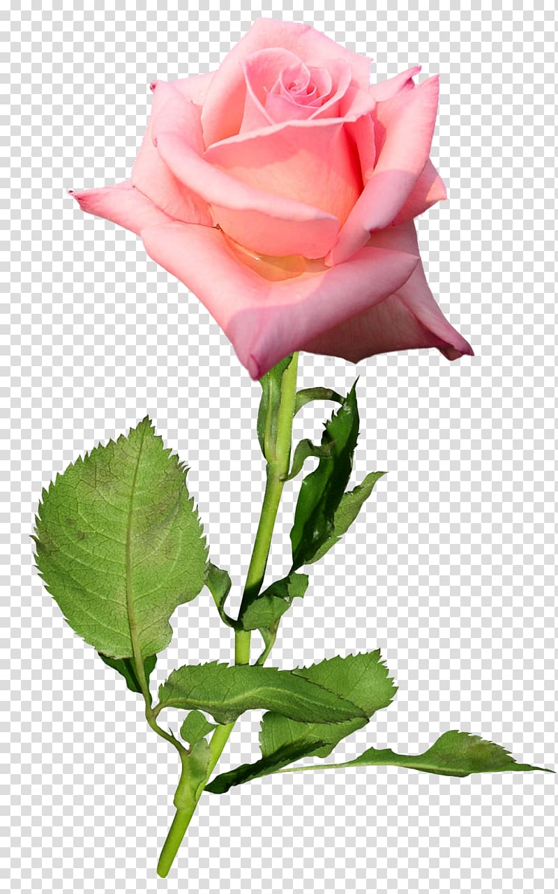 Garden roses Flower Hybrid tea rose Bud, Floral material beautiful flowers transparent background PNG clipart