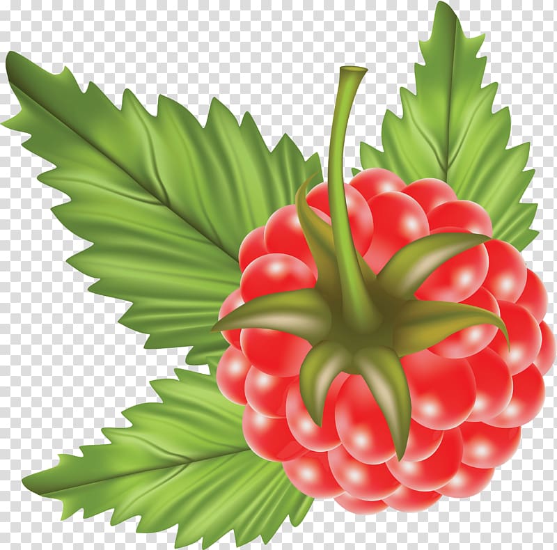 Raspberry Fruit , Rraspberry transparent background PNG clipart