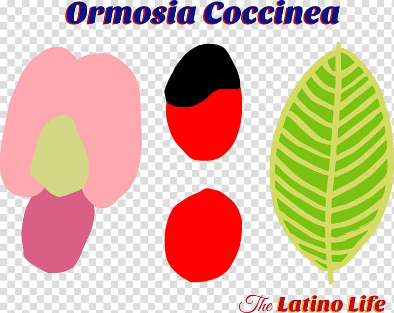 Ormosia coccinea Seed Abrus precatorius Plants, latino culture transparent background PNG clipart