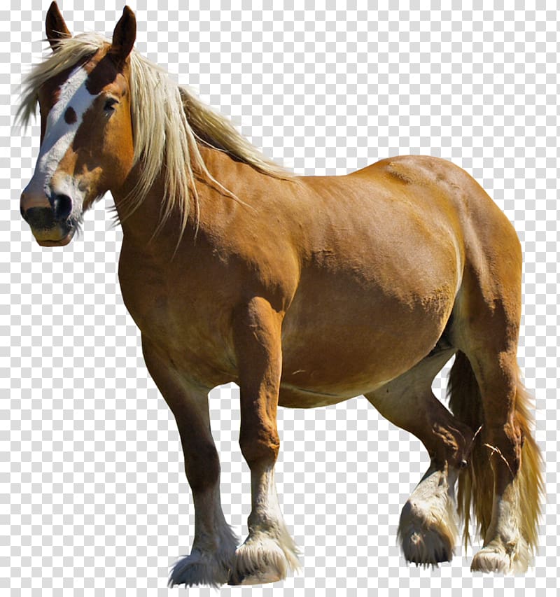 brown horse, Arabian horse Chevrolet El Camino Insurance, Brown Horse transparent background PNG clipart