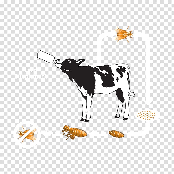 Dairy cattle Beef cattle Calf Ox Cattle feeding, others transparent background PNG clipart