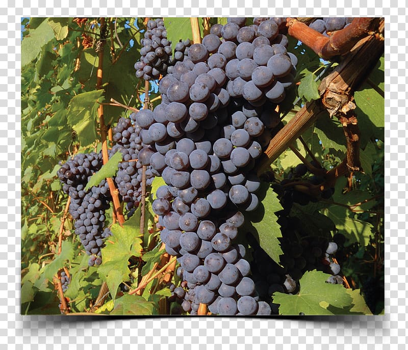 Winery Nebbiolo Italian wine Wine tasting, wine transparent background PNG clipart