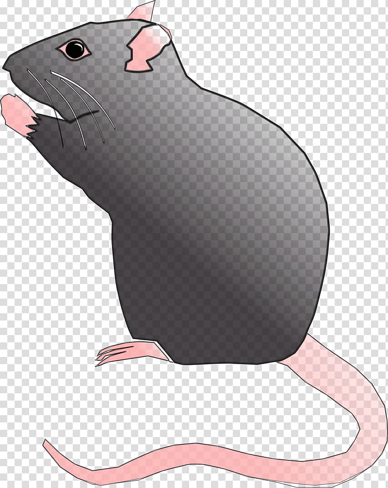 Rat Mouse Gerbil , rat transparent background PNG clipart