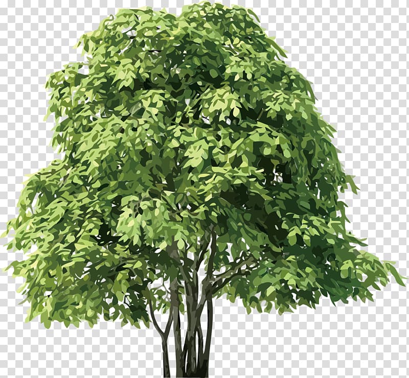 Birch Tree , Green tree transparent background PNG clipart