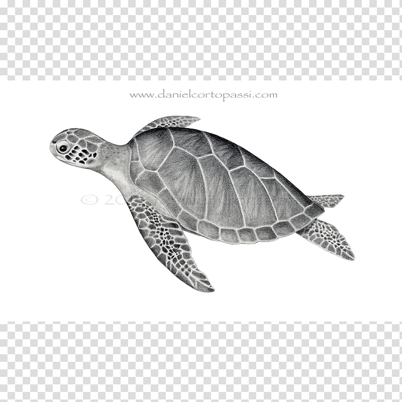 Loggerhead sea turtle Emydidae Green sea turtle, turtle transparent background PNG clipart