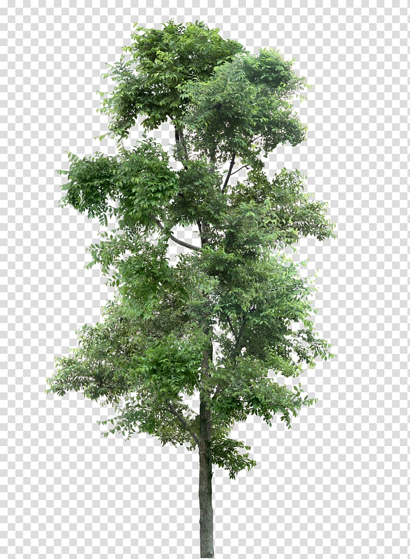 Larch Tree Populus nigra Plant, tree transparent background PNG clipart